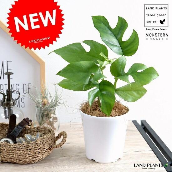 お試し】 ヒメモンステラ 4号 白色 プラスチック鉢 鉢植え苗 苗木 ミニ