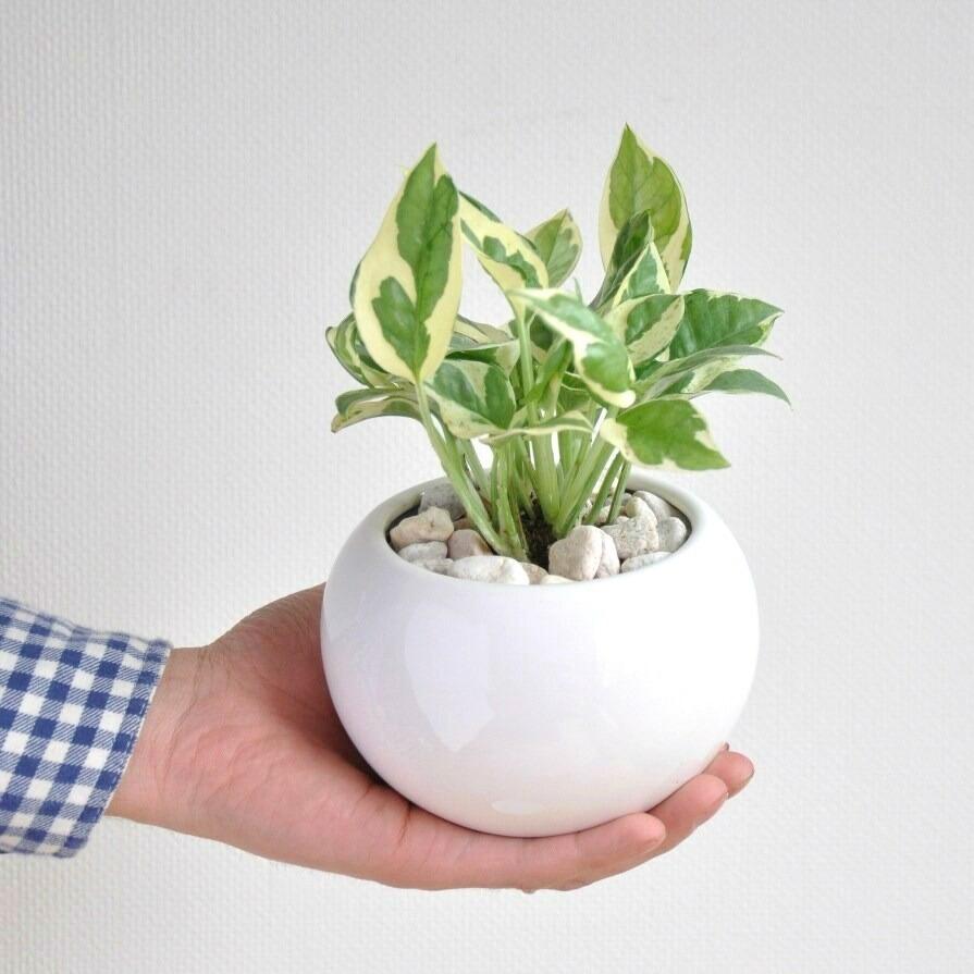 ポトス（エンジョイ） 白色 丸型 陶器鉢 鉢植え 鉢 陶器 苗 苗木 観葉