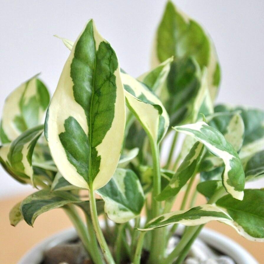 ポトス（エンジョイ） 白色 丸型 陶器鉢 鉢植え 鉢 陶器 苗 苗木 観葉