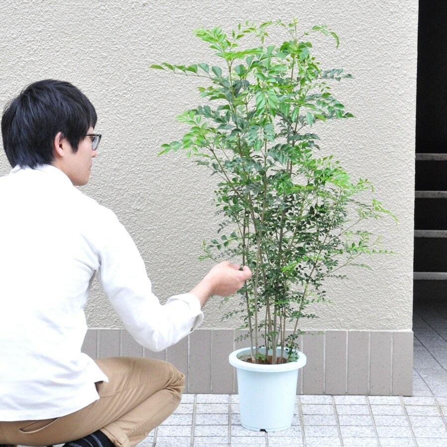 シマトネリコ 7号 白色 プラスチック鉢 （ココファイバー・育て方