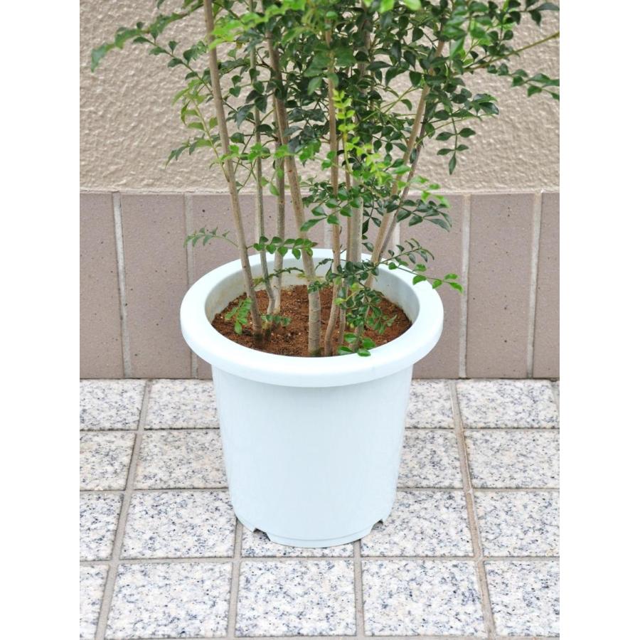 シマネトネリコ　白鉢付 シマトネリコ 7号 白色 プラスチック鉢 （ココファイバー・育て方