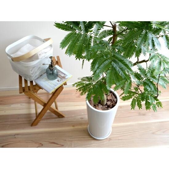 エバーフレッシュ 白色 スリム型 陶器鉢 鉢植え 鉢 陶器 苗 苗木 大型