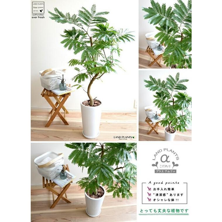 エバーフレッシュ 白色 スリム型 陶器鉢 鉢植え 鉢 陶器 苗 苗木 大型