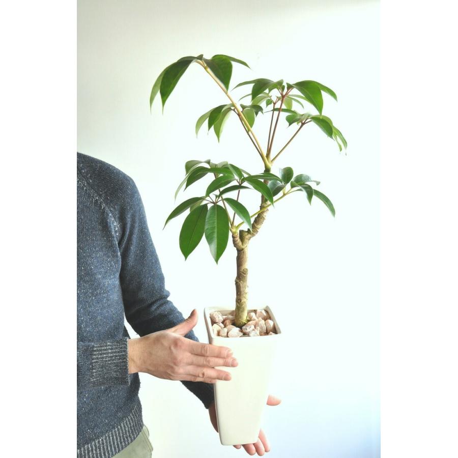 チュピタンサス　リビングサイズ　高さ115cm　Ｎｏ３ new!! 大注目の ツピタンサス 白色スリム陶器鉢に植えた