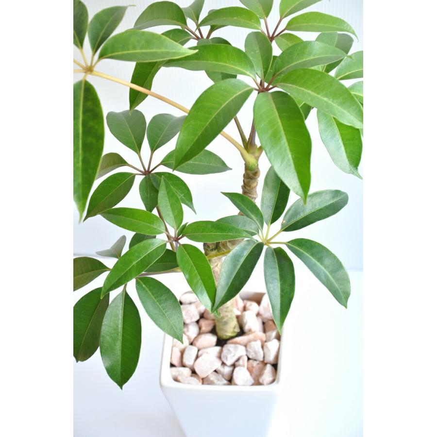 new!! 大注目の ツピタンサス 白色スリム陶器鉢に植えた
