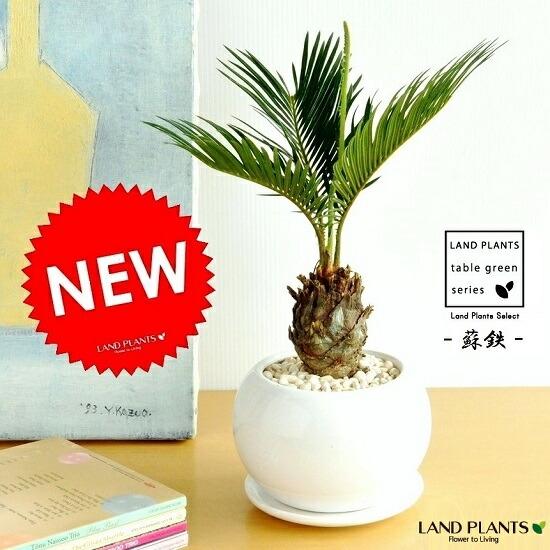 ソテツ 白色丸型陶器鉢に植えた 卓上サイズの蘇鉄 縁起の良い植物 敬老