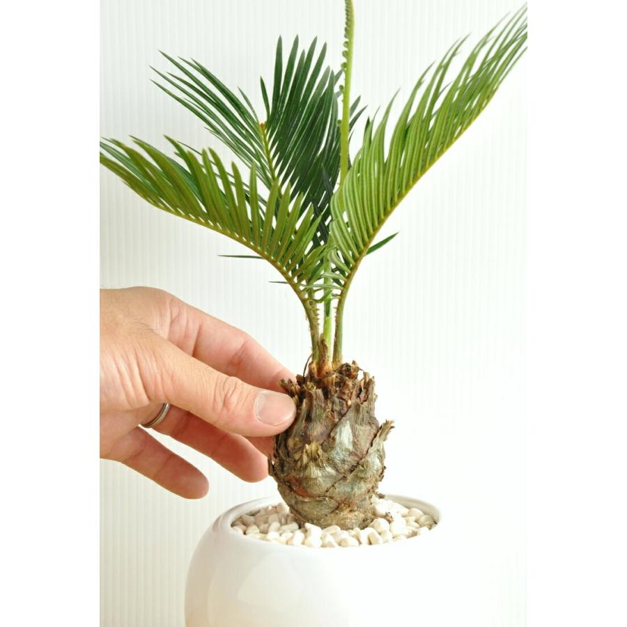 ソテツ 白色丸型陶器鉢に植えた 卓上サイズの蘇鉄 縁起の良い植物 敬老