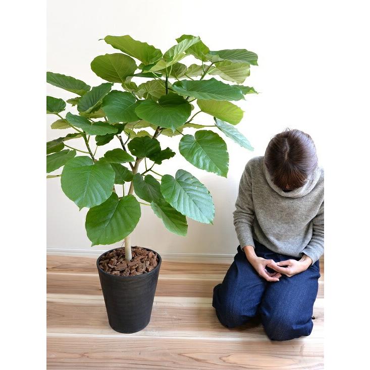 ウンベラータ 8号 割れない （黒色） セラアート鉢 鉢植え 大型 観葉植物 （自然樹形） 【ギフト配送可】8号鉢 送料無料 黒 ブラック 丸_10