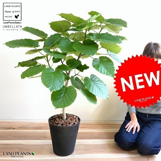 ウンベラータ 8号 割れない （黒色） セラアート鉢 鉢植え 大型 観葉植物 （自然樹形） 【ギフト配送可】8号鉢 送料無料 黒 ブラック 丸_1