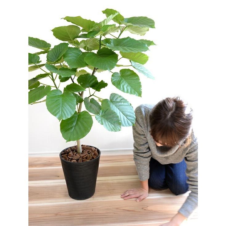ウンベラータ 8号 割れない （黒色） セラアート鉢 鉢植え 大型 観葉植物 （自然樹形） 【ギフト配送可】8号鉢 送料無料 黒 ブラック 丸_2