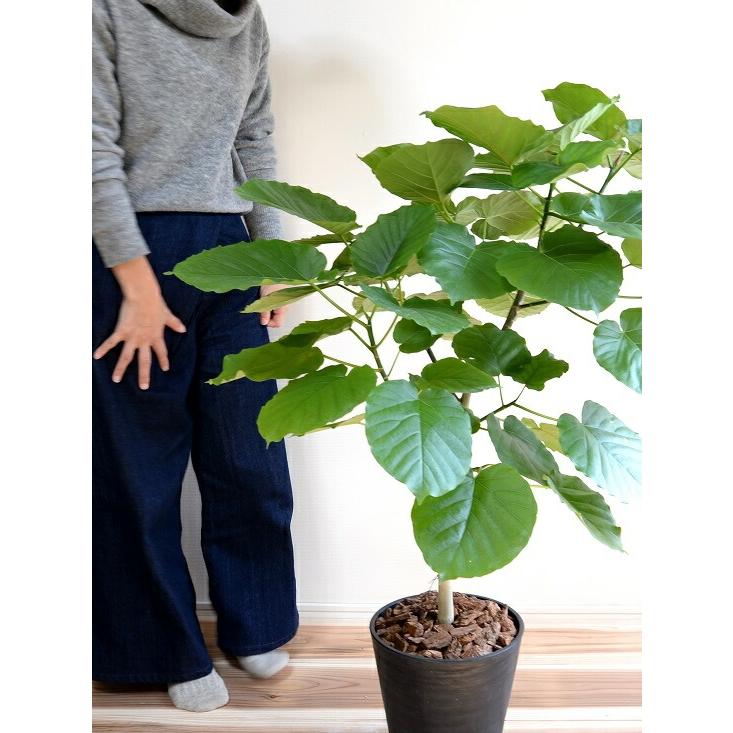 ウンベラータ 8号 割れない （黒色） セラアート鉢 鉢植え 大型 観葉植物 （自然樹形） 【ギフト配送可】8号鉢 送料無料 黒 ブラック 丸_3
