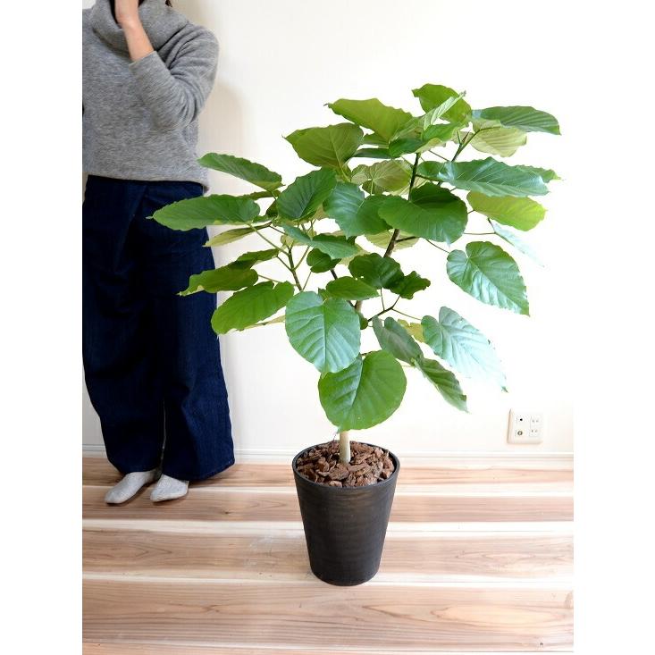 ウンベラータ 8号 割れない （黒色） セラアート鉢 鉢植え 大型 観葉植物 （自然樹形） 【ギフト配送可】8号鉢 送料無料 黒 ブラック 丸_4
