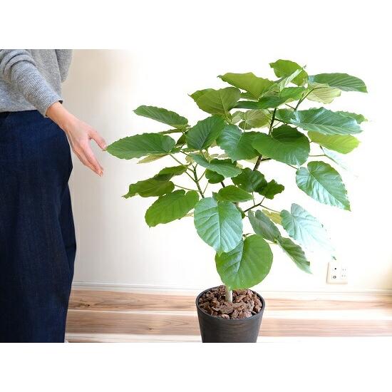 ウンベラータ 8号 割れない （黒色） セラアート鉢 鉢植え 大型 観葉植物 （自然樹形） 【ギフト配送可】8号鉢 送料無料 黒 ブラック 丸_5