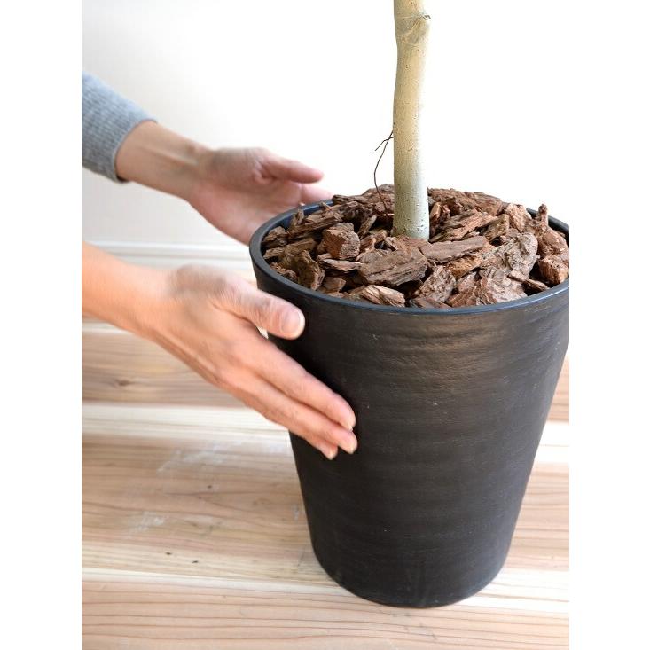 ウンベラータ 8号 割れない （黒色） セラアート鉢 鉢植え 大型 観葉植物 （自然樹形） 【ギフト配送可】8号鉢 送料無料 黒 ブラック 丸_6