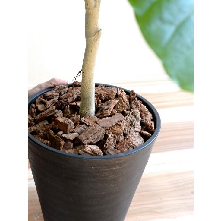 ウンベラータ 8号 割れない （黒色） セラアート鉢 鉢植え 大型 観葉植物 （自然樹形） 【ギフト配送可】8号鉢 送料無料 黒 ブラック 丸_7