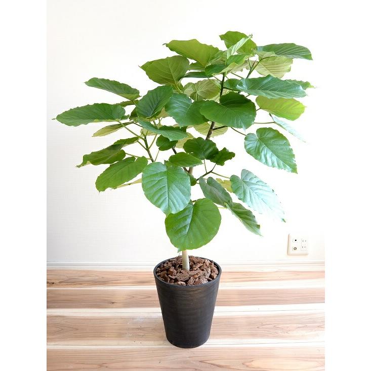 ウンベラータ 8号 割れない （黒色） セラアート鉢 鉢植え 大型 観葉植物 （自然樹形） 【ギフト配送可】8号鉢 送料無料 黒 ブラック 丸_8