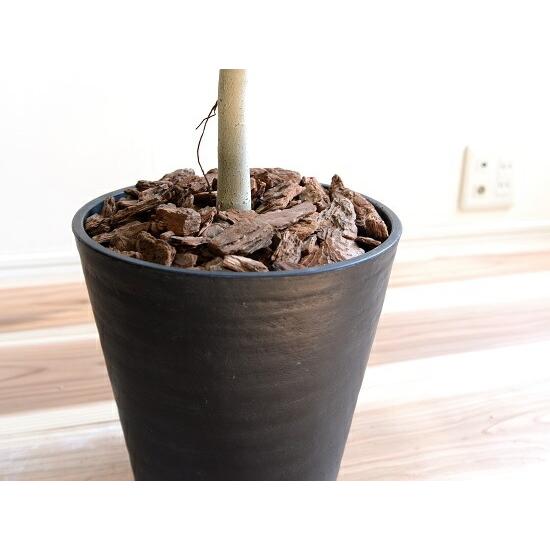 ウンベラータ 8号 割れない （黒色） セラアート鉢 鉢植え 大型 観葉植物 （自然樹形） 【ギフト配送可】8号鉢 送料無料 黒 ブラック 丸_9