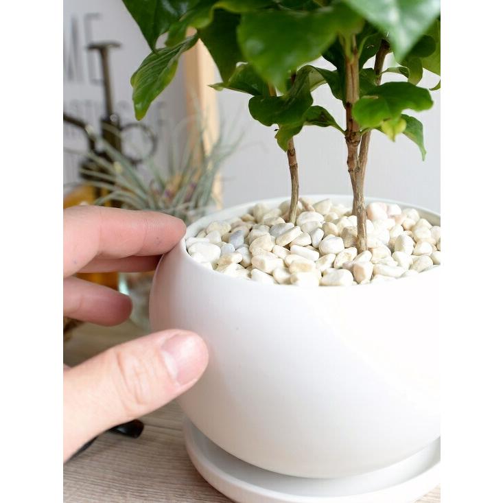 観葉植物 コーヒーの木 10号 プラスチック鉢 | 観葉植物ならHitoHana