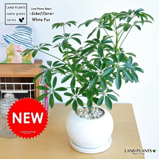シェフレラ(緑葉:コンパクタ) 白色 丸型 陶器鉢 小葉の品種 シェフレラ(緑葉:コンパクタ) 白色 丸型 陶器鉢 小葉の品種