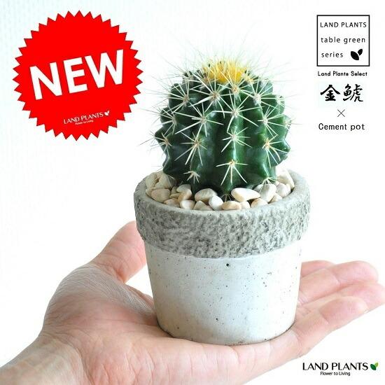 サボテン（金鯱：キンシャチ） 石模様のセメントポット Sサイズ 陶器鉢