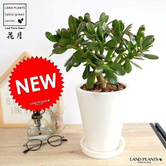 金のなる木（花月） 白色 スリム型 トール陶器鉢 鉢植え カネノナルキ