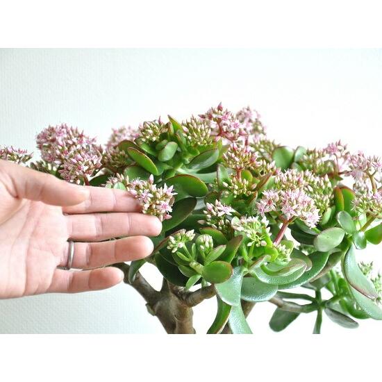 金のなる木（花月） 白色 スリム型 トール陶器鉢 鉢植え カネノナルキ