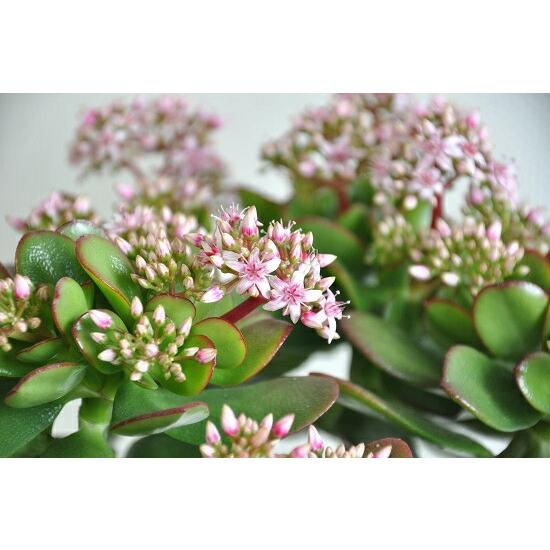 金のなる木（花月） 白色 スリム型 トール陶器鉢 鉢植え カネノナルキ