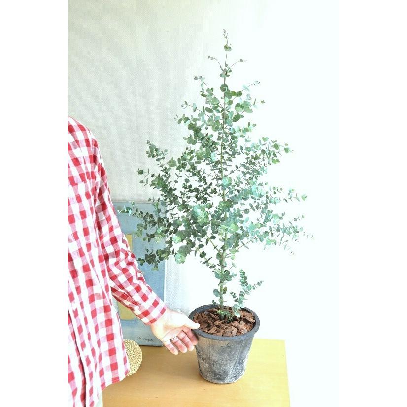 ユーカリ（グニー） 灰色 大型 モスポット テラコッタ鉢 MOSS POT 苗