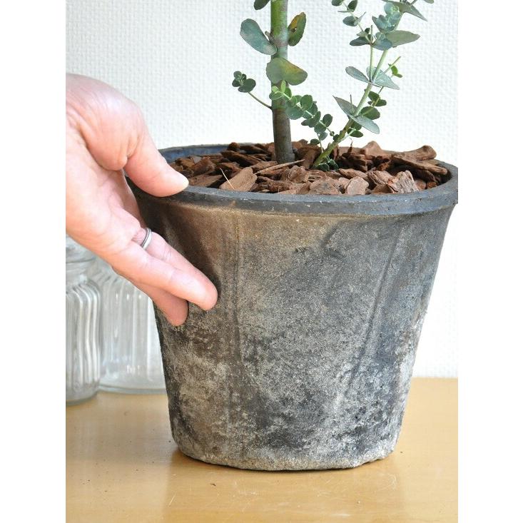 ユーカリ（グニー） 灰色 大型 モスポット テラコッタ鉢 MOSS POT 苗