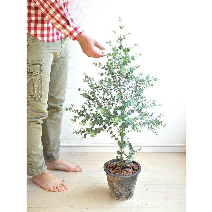 ユーカリ（グニー） 灰色 大型 モスポット テラコッタ鉢 MOSS POT 苗