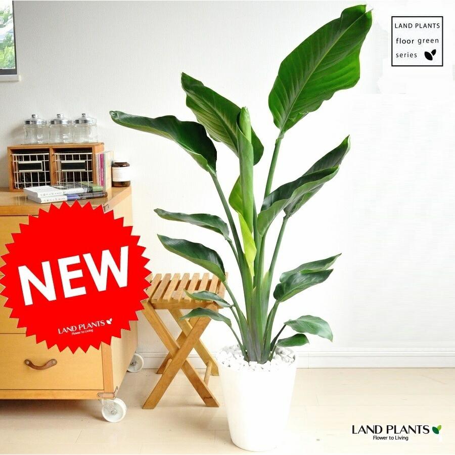 タイムセール！オーガスタ　ニコライ　苗　苗木　3株植え　10号鉢　ストレリチア オーガスタ（ニコライ） 白色 セラアート鉢 8号 ストレリチア ニコライ