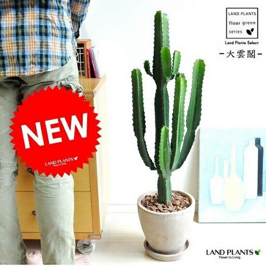 サボテン（ダイウンカク：大雲閣） 茶色 エッグポット植えた