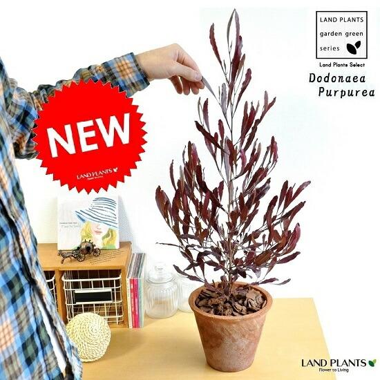 ドドナエア（プルプレア） 茶色 モスポット トール ラウンド型 鉢植え