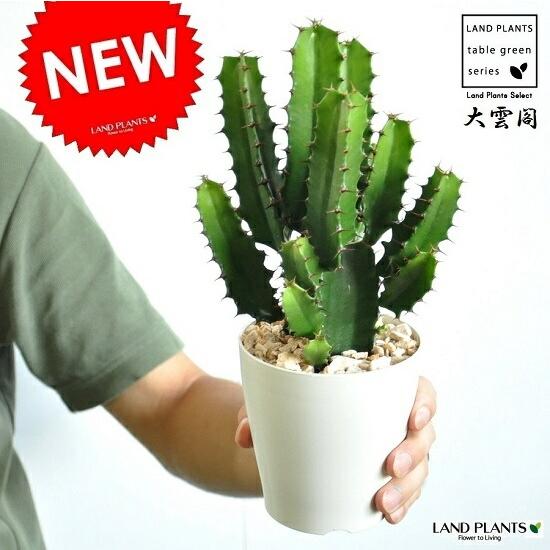 お試し】 サボテン（大雲閣：ダイウンカク） 4号 白色 プラスチック鉢