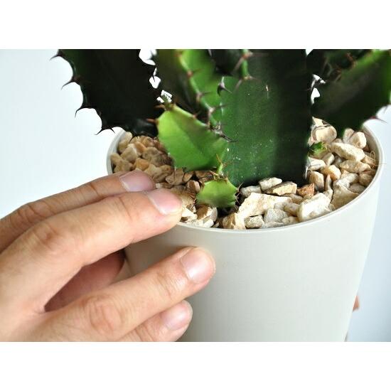 お試し】 サボテン（大雲閣：ダイウンカク） 4号 白色 プラスチック鉢