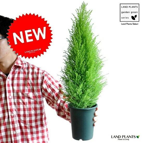 ゴールドクレスト 4号 H約40cm 苗木 コニファー 成長速度の速い植物