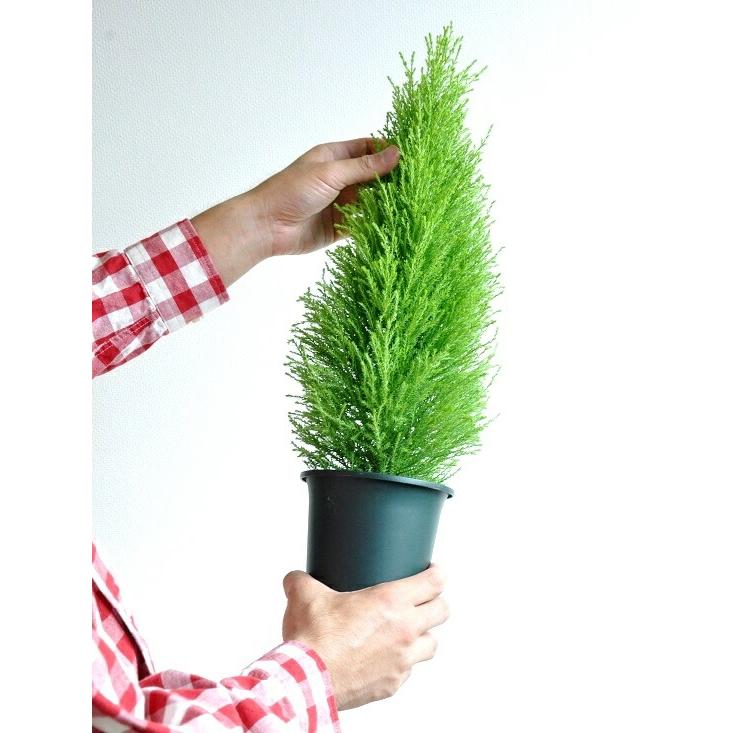 ゴールドクレスト 4号 H約40cm 苗木 コニファー 成長速度の速い植物