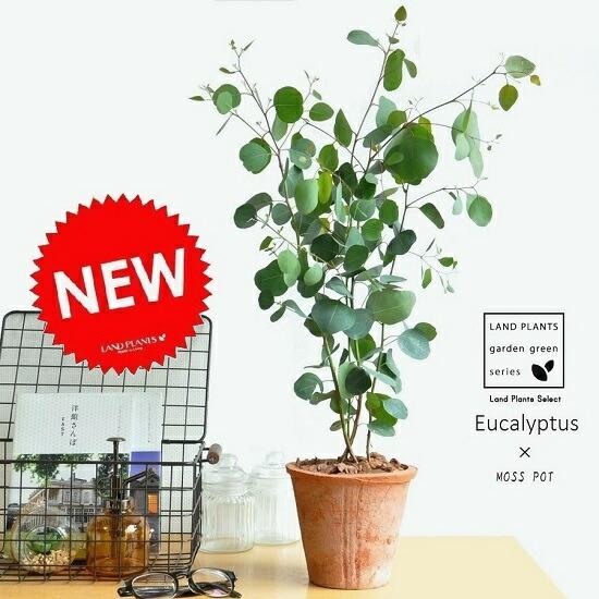 ユーカリ（ポポラス） 茶色 モスポット トール ラウンド型