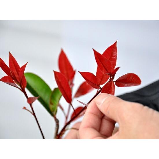 お試し】 レッドロビン苗（1本） 3.5号 高さ80〜100cm 生垣用