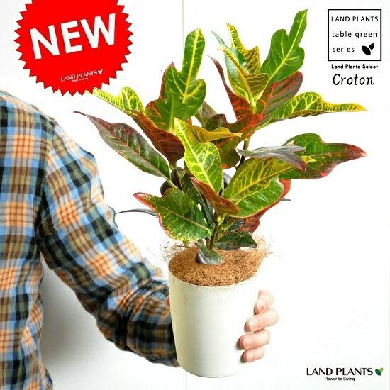 お試し】クロトン(エクセレント) 4号 白色 プラスチック鉢 変 お試し】クロトン(エクセレント) 4号 白色 プラスチック鉢 変