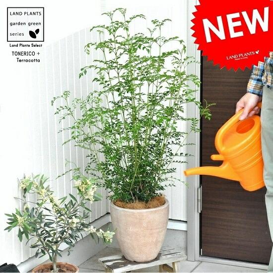♥大特価・特別販売特売・大量5本 ♥大絶賛中♥シマトネリコ苗木60～100㎝ シマトネリコ 茶色エッグポット植えた 株立ちトネリコ 受皿付き 鉢植え