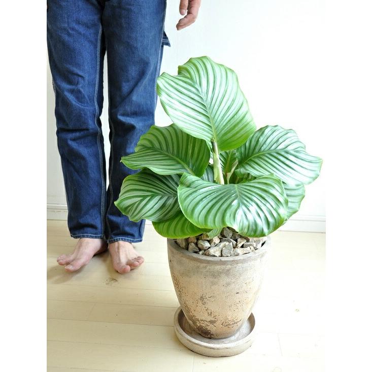 カラテア（オルビフォリア） 茶色 エッグラウンド型 陶器鉢 カラーリーフ Calathea bifolia　苗・苗木・鉢植え・ズウコン・敬老の日・ポイント消化・観葉植物・｜itempost｜05