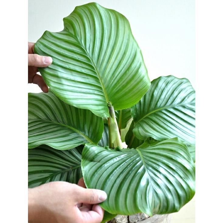 カラテア（オルビフォリア） 茶色 エッグラウンド型 陶器鉢 カラーリーフ Calathea bifolia　苗・苗木・鉢植え・ズウコン・敬老の日・ポイント消化・観葉植物・｜itempost｜06