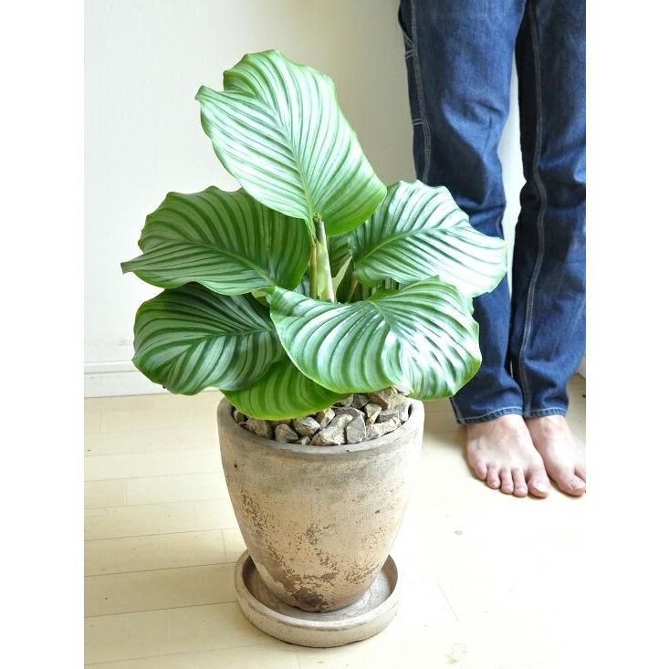 カラテア（オルビフォリア） 茶色 エッグラウンド型 陶器鉢 カラーリーフ Calathea bifolia　苗・苗木・鉢植え・ズウコン・敬老の日・ポイント消化・観葉植物・｜itempost｜10