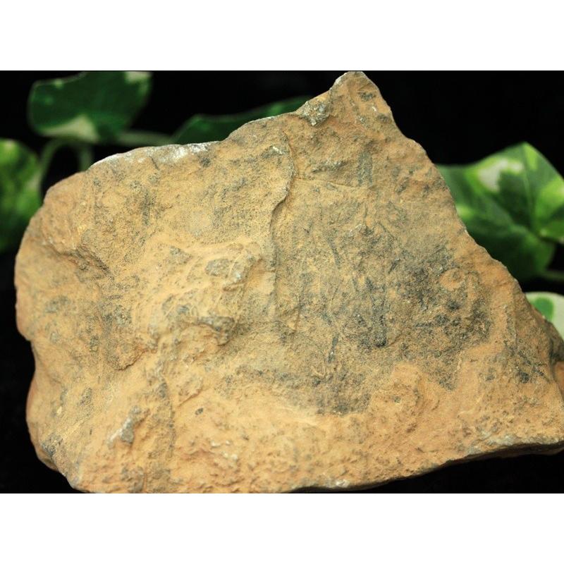 【USAツーソンミネラルショー商品】1点物★超希少！限定入荷★くっきり内部構造★人気の古代生物化石！★モロッコ産★天然化石/オルソセラス(直角貝/Orthoceras)_3