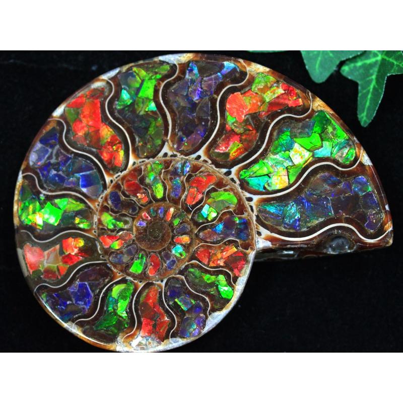 極上 アベリサウルス 歯 本物 化石 恐竜 モロッコ産 mm fr137 【公式通販】