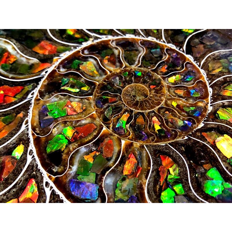 1点物！超激レア！虹色に輝くイリデッセンス☆アンモナイト化石宝石