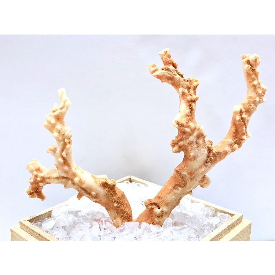 激レア！★完全天然★高品質、日本産★天然石/高知県沖/天然ピンク珊瑚(Coral)/原木/1個【天然石/パワーストーン】【アメリカツーソン・香港展示会・世界各地出