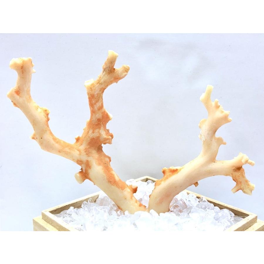 激レア！★完全天然★高品質、日本産★天然石/高知県沖/天然ピンク珊瑚(Coral)/原木/1個【天然石/パワーストーン】【アメリカツーソン・香港展示会・世界各地出_1