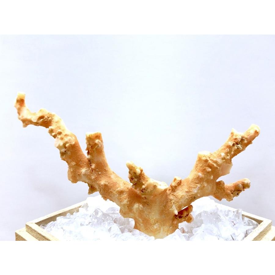 激レア！★完全天然★高品質、日本産★天然石/高知県沖/天然ピンク珊瑚(Coral)/原木/1個【天然石/パワーストーン】【アメリカツーソン・香港展示会・世界各地出